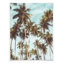 Plakat - Palms 08