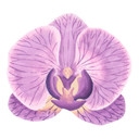 Sticker mural Fleur d'Orchidée