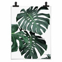 Plakat Sisi & Seb - Monstera