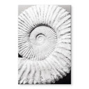 Akrylbillede Fossil muslingeskal - Shot-by-Clint