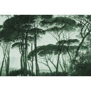 Architects Paper Papier peint photo Atelier 47 Treetops arbres