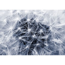 Okleiny meblowe, folia dekoracyjna - do wycierania - Dandelion 02