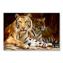Akrylbillede To kongelige bengalske tigre