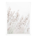 Plakat 1X Studio - Drobne trawy