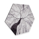 Hexagone - Alu-Dibond Pavlasek - Vers la cime des arbres