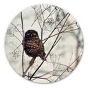 Tableau sur alu-Dibond Avramescu - Yeux du hibou - Rond