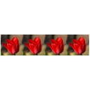 Wallsticker Tulipan