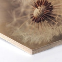 Hexagone - Placage bois de bouleau Delgado - Pissenlits