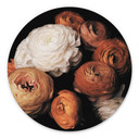Tableau sur alu-Dibond rond FiguraNYC Photographie - Renoncule