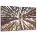 Canvasbillede, Træ skov natur