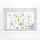 Film o prywatności Disher - Ox eye Daisies