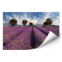 Poster autocollant - W - Champ de Lavande