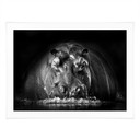 Poster Golob - Hippopotame qui Souffle | Photographie Animalière Noir et Blanc - 30x24 cm