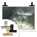 Plakat Delgado - odmiana Dandelion