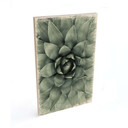 Plakat drewniany Agave 02