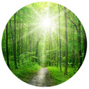 Muursticker rond Sunny Forest