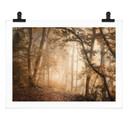 Plakat Las w porannej mgle - Maier