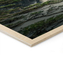 Plakat drewniany las sosnowy w górach Huang Shan - NingYun Ye