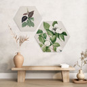 Hexagon Wandbild Botanik Illustration einer Scheinkamelie - Walcott - Alu-Dibond
