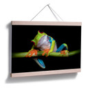 Poster Valverde - Green Frog