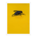 Plakat brązowy - Motyl domowy na żółtym tle