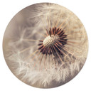 Naklejka na ścianę Delgado - Dandelion - okrągła
