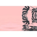 Livingwalls papier peint photo ARTist Monstera Leaf Water rose