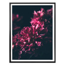 Plakat Pink Flower Dream 01