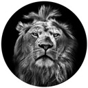Muursticker rond Leeuw