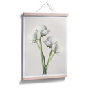 Plakat Ranunculus 01