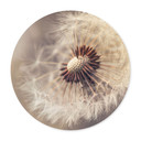 Plakat Delgado - Dandelion - Okrągły
