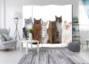 Paravent Séparation de pièce - Doux chats, 3 pièces