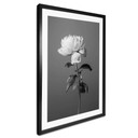 Plakat 1X Studio - Piwonia czarno-biały