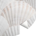 1X Studio - Shell Ensemble - Fototapeta okrągła - tapeta flizelinowa/tapeta flizelinowa samoprzylepn
