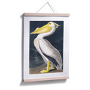 Plakat Pelikan