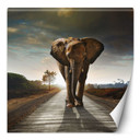 Fototapete, Elefant Tier Weg