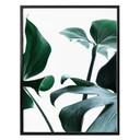 Plakat Urban Jungle 03 - Monstera Deliciosa