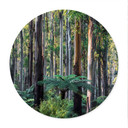 Plakat Eucalyptus Forest in the Yarra Ranges - Colombo - Round