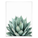 Plakat Sisi & Seb - Succulent