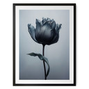 Aksamitny tulipanowy plakat w kolorze czarnym - Paksoylu