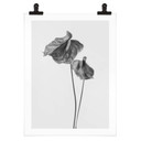 Plakat Grønkjær - Anthurium czarno-białe