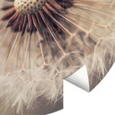 Delgado - Dandelion - Fototapeta okrągła - tapeta flizelinowa/tapeta flizelinowa samoprzylepna