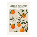 Obraz tkaniny Boho drzewo pomarańczowe - Citrus Sinensis - Tunaboylu