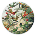 Wandcirkel Haeckel - Kolibries