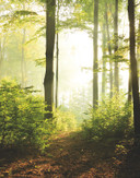 Skov ved solnedgang Tapet Fototapet Grøn,Blomst 2,70 x 2,12 m