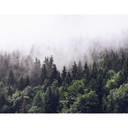 Fototapet - Tåget skov