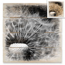 Obraz drewniany Dandelion - 40x41,5 cm