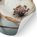 Naklejka na ścianę Boho suszone kwiaty makro - Treechild - Okrągła