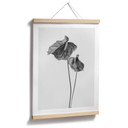 Plakat Grønkjær - Anthurium czarno-białe