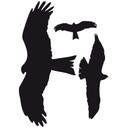 Wallsticker Sæt af falke